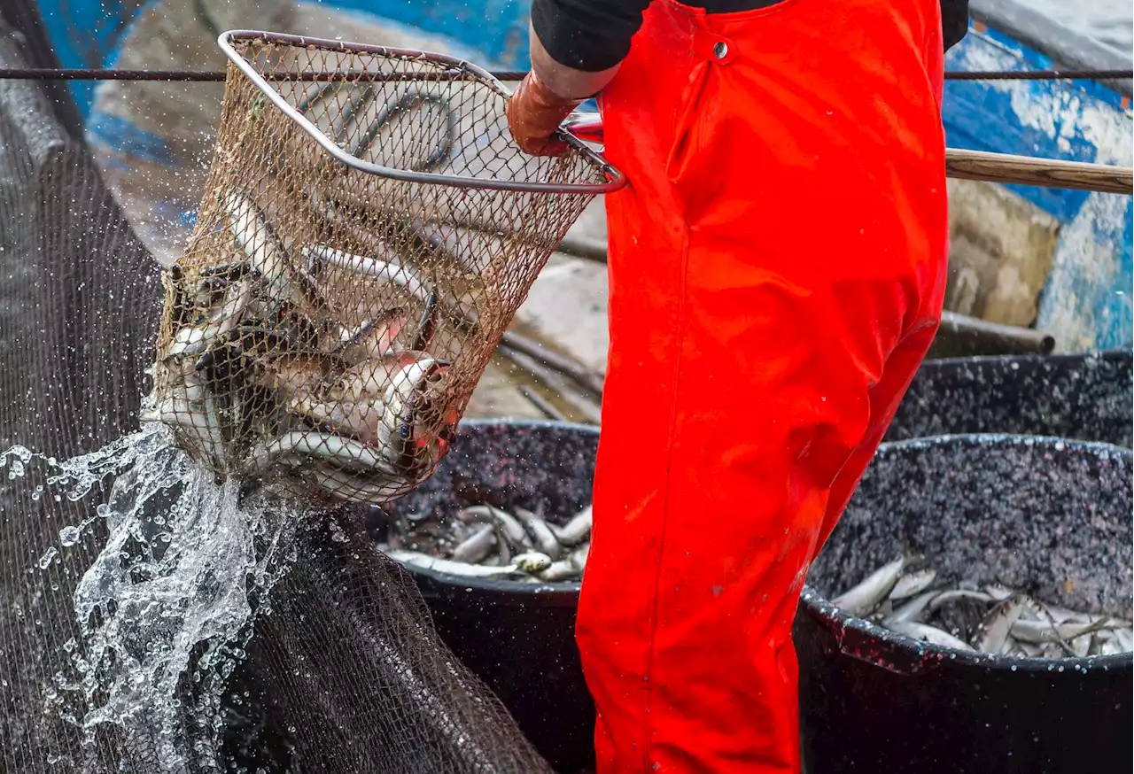 WWF: Zustand der Fischbestände in Nord- und Ostsee schlecht