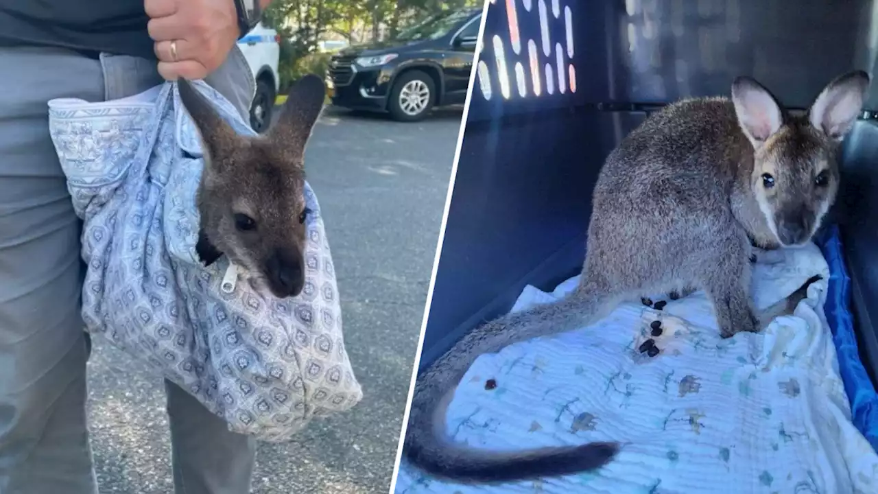 Crikey! Wallaby taken away after man seen walking marsupial on Coney Island boardwalk