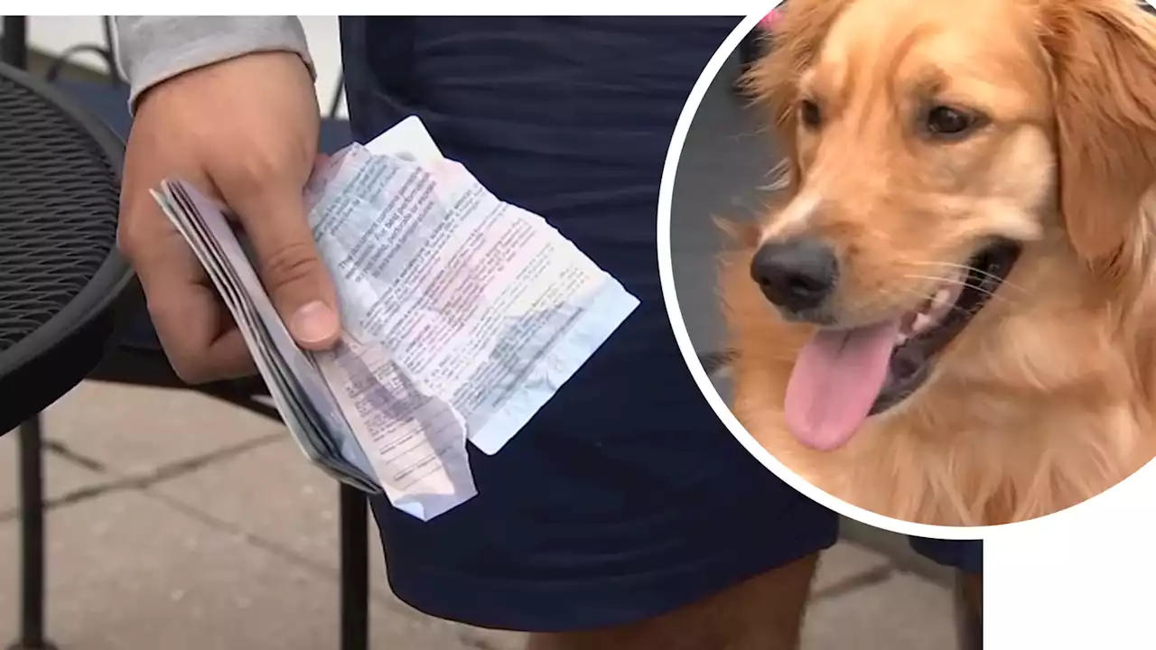 Latest on Boston couple's destination wedding after dog ate groom's passport