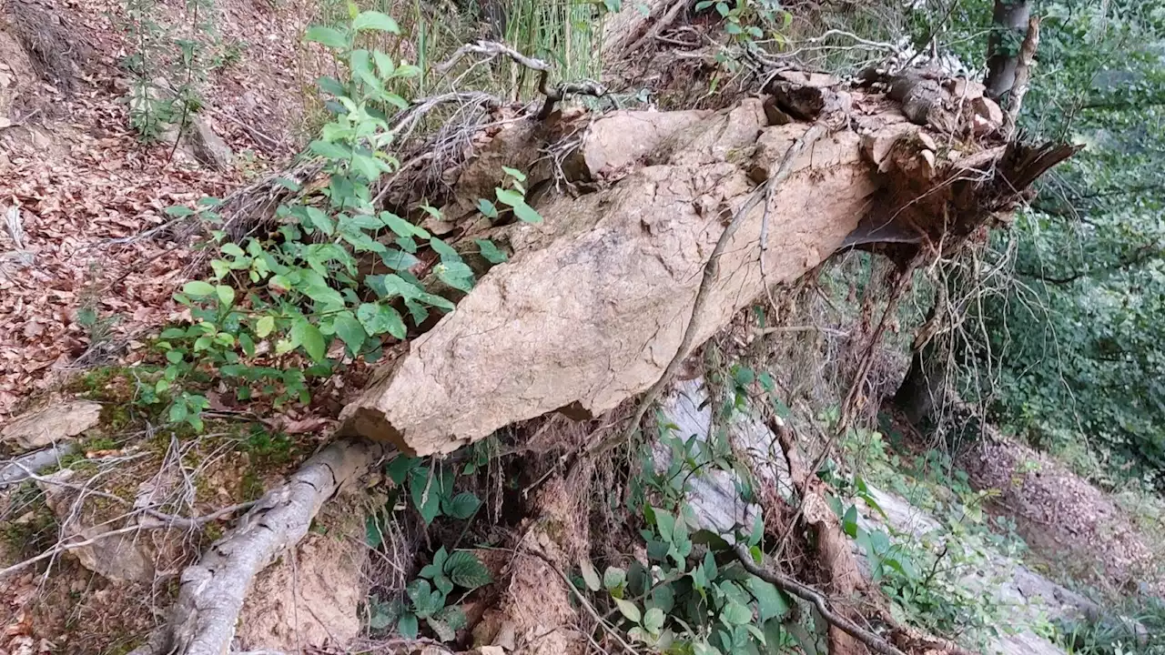 B 36 bei Pöggstall: zweiwöchige Sperre wegen Holzschlägerungen