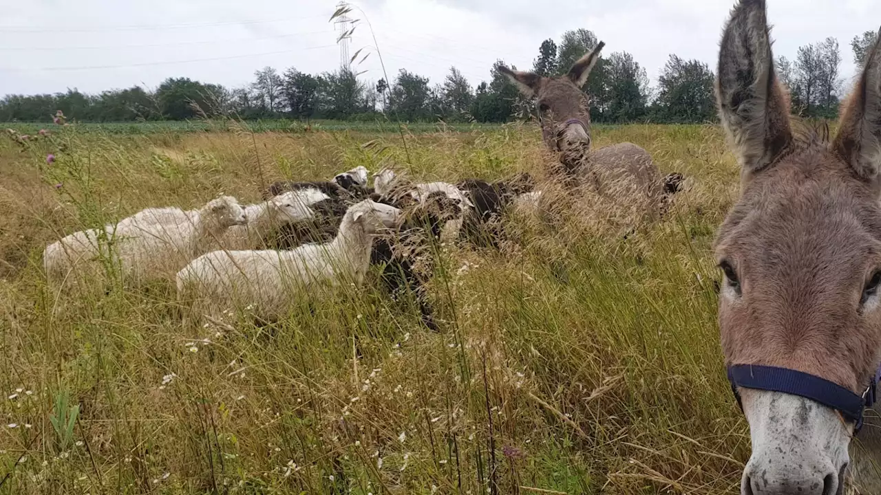 Bei A5 und S1: Mäh-Schafe bekommen tierisch große Unterstützung