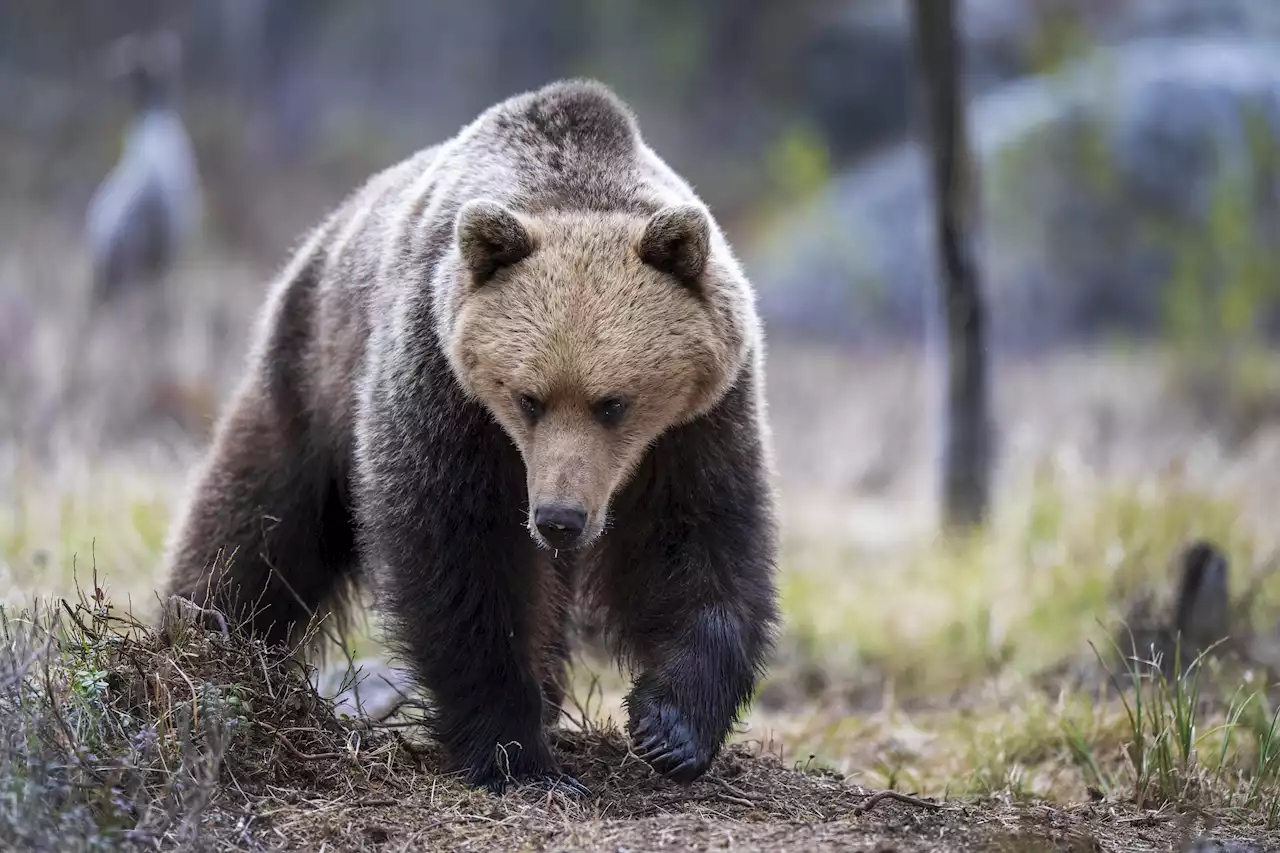 Björn till attack mot jägare