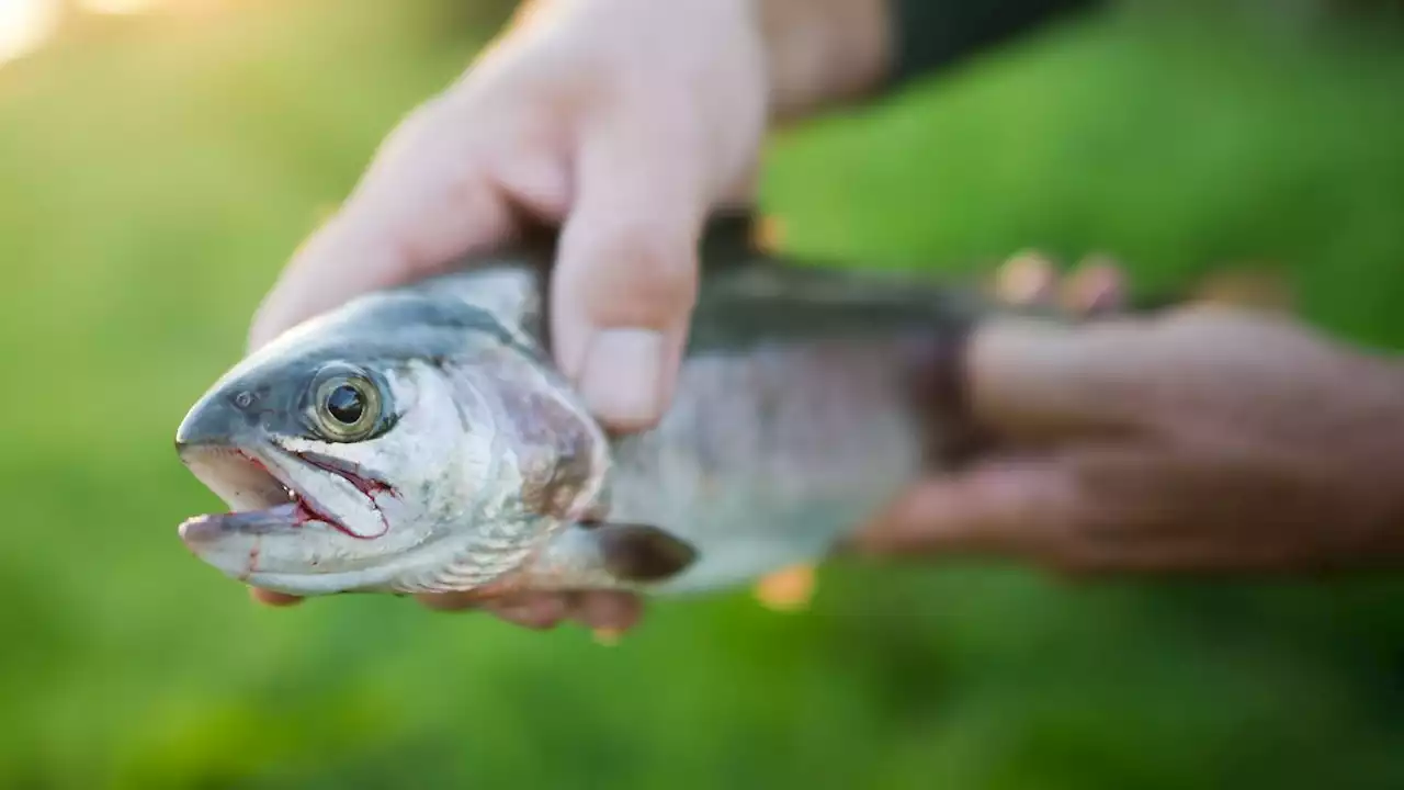 Weniger Fisch aus Aquakultur in Sachsen-Anhalt