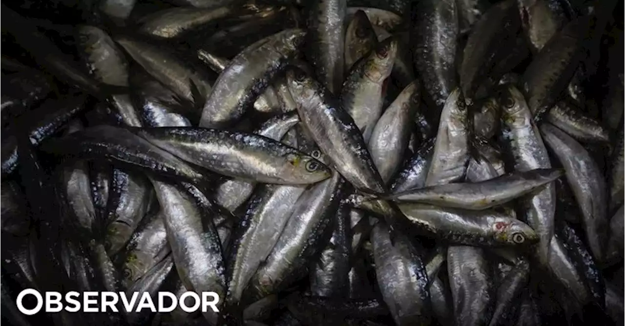 Apreendidas três toneladas de sardinha no porto de Peniche