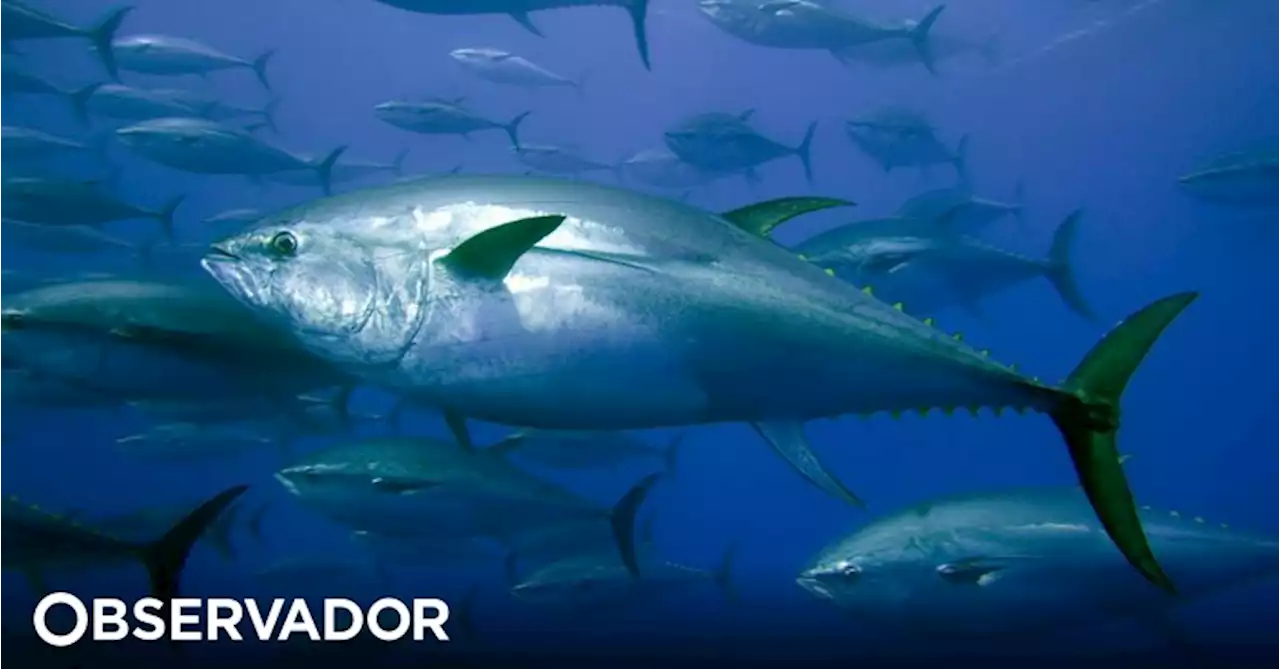 Pesca de atum-rabilho proibida a partir de terça-feira