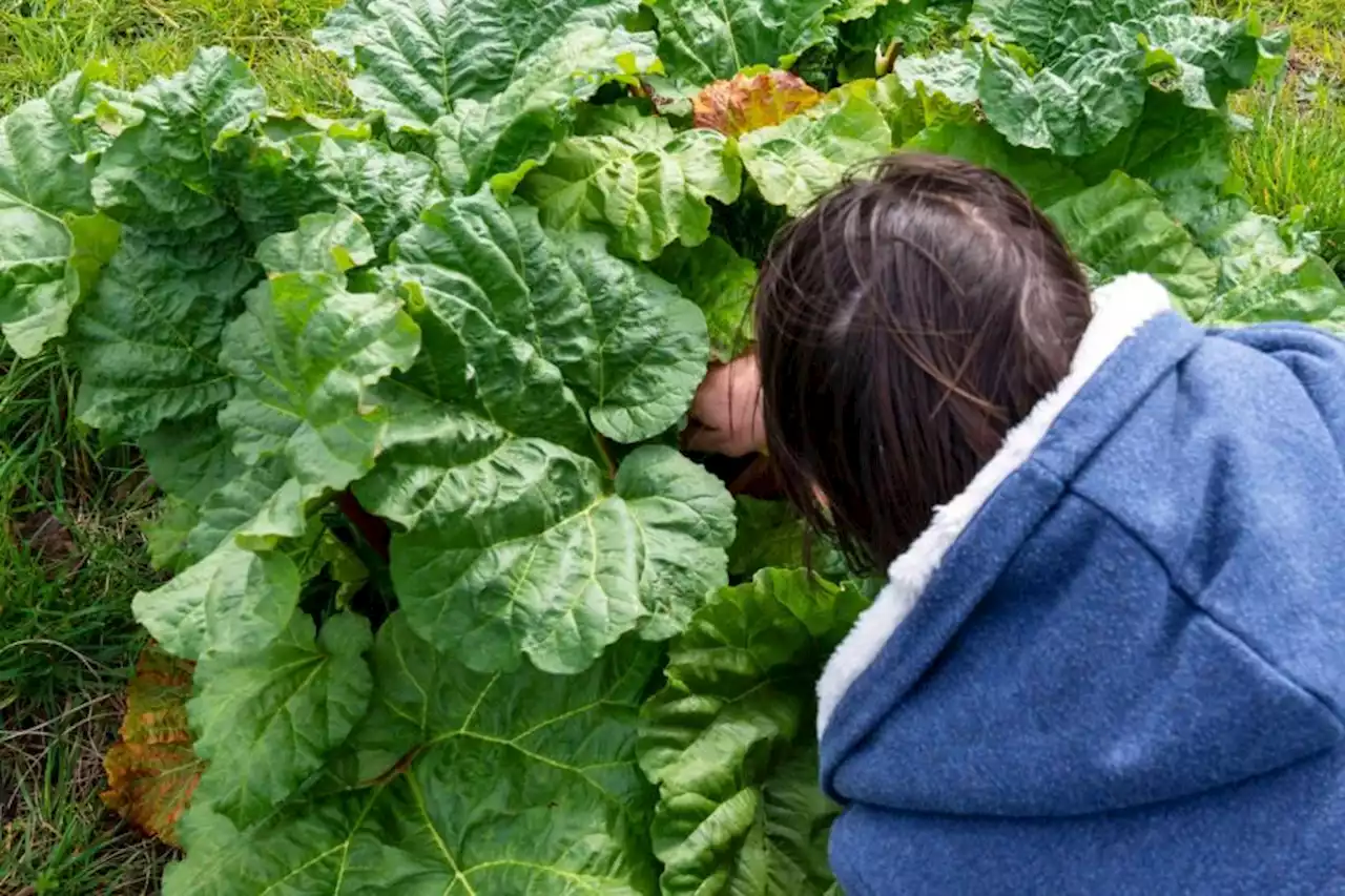 Homegrown fruit and veg makes for healthier diet and less waste, study suggests