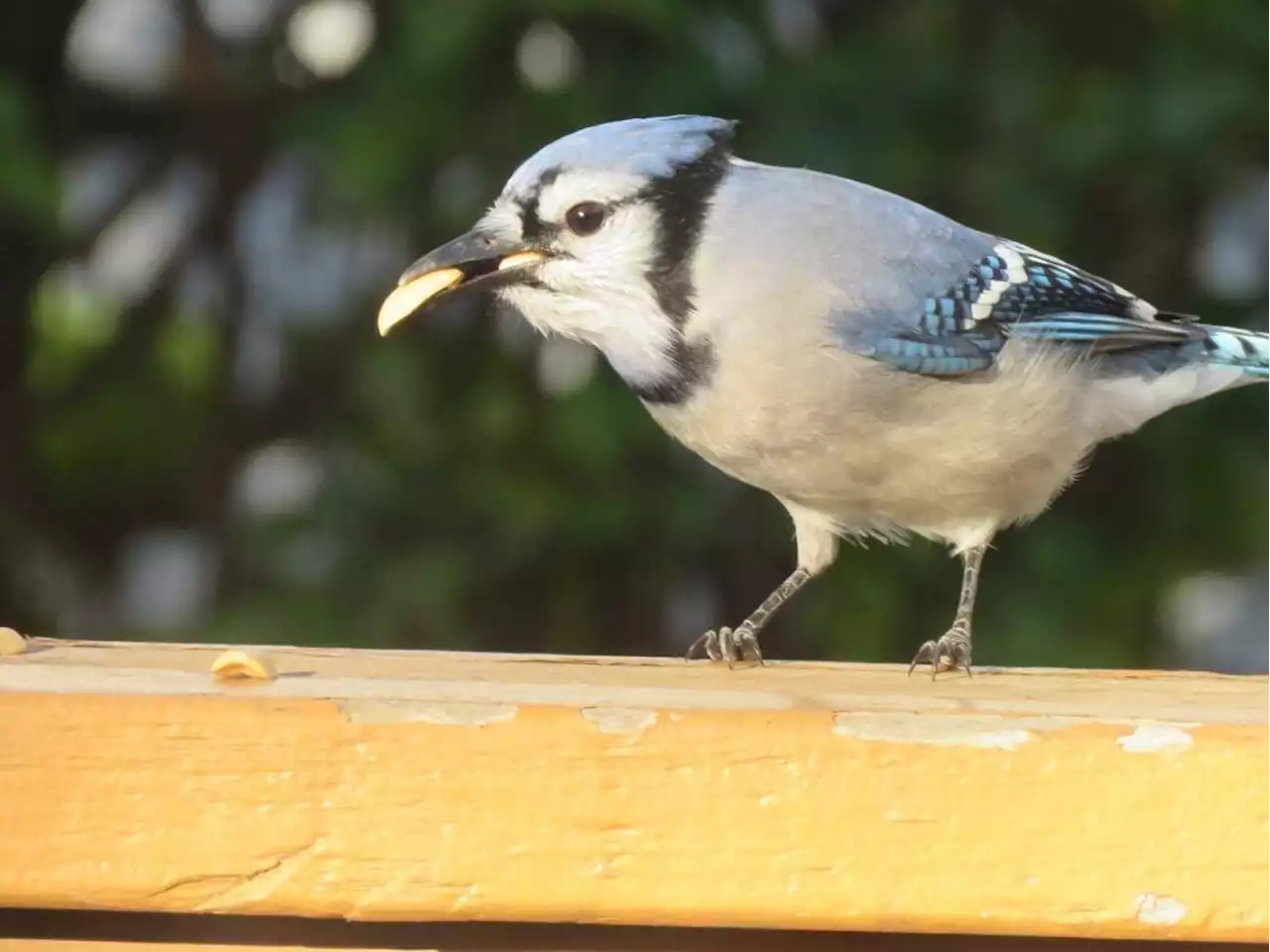 Bird feeding surges in popularity despite being discouraged: Report