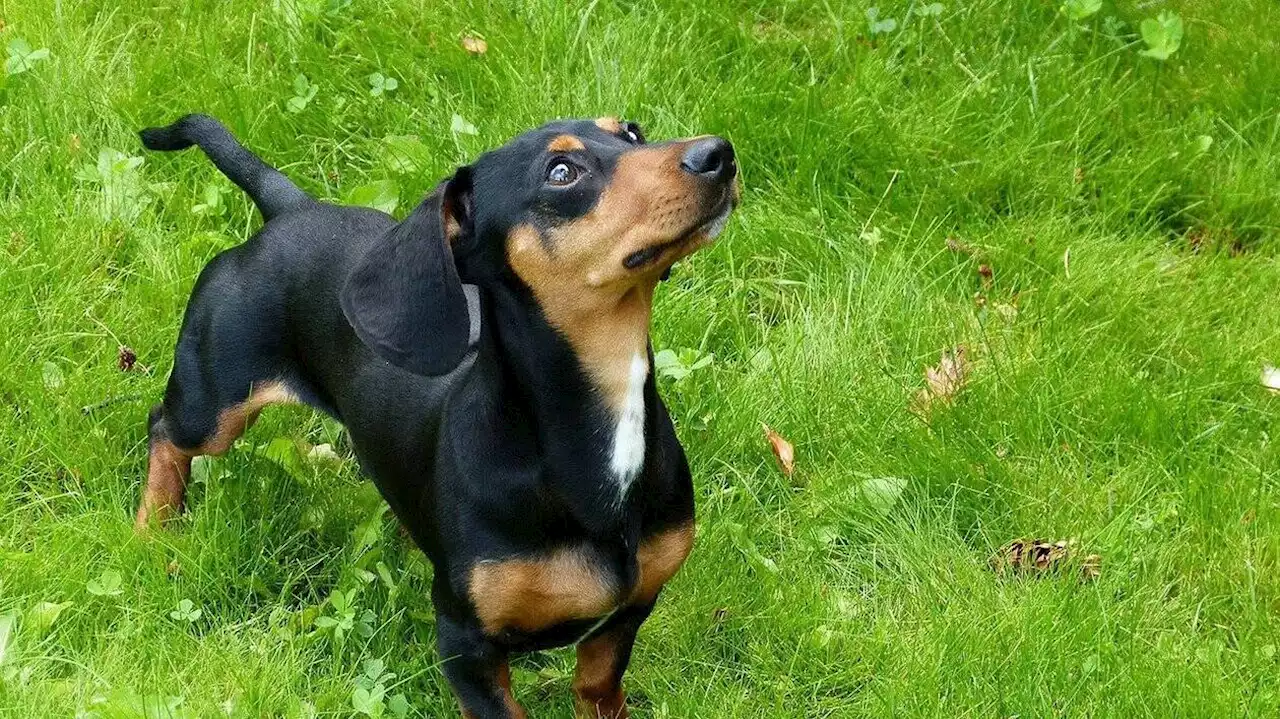 Enfermés en pleine canicule dans une véranda, deux chiens sauvés par la mobilisation des internautes