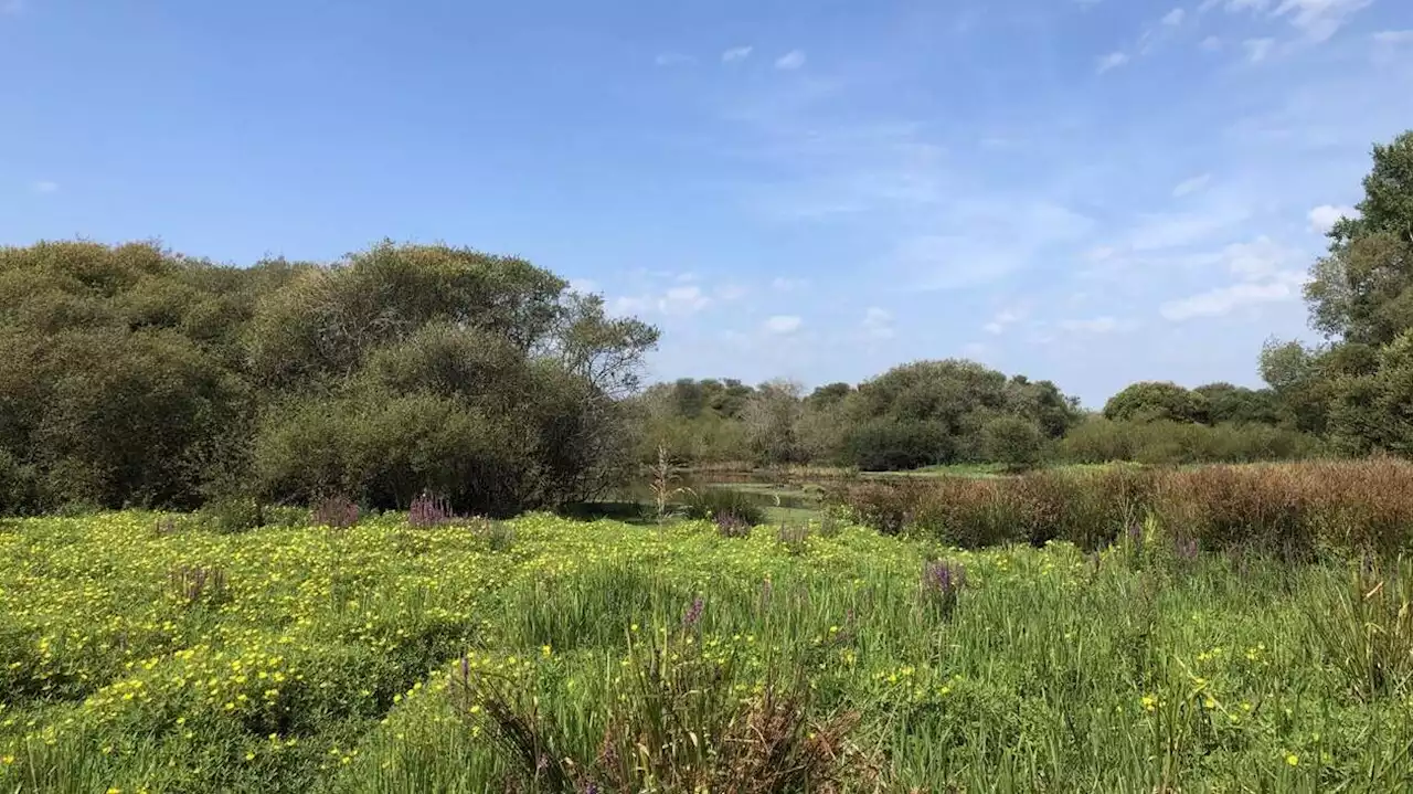 Près de Redon, les Marais de Gannedel, véritable « paradis des oiseaux »