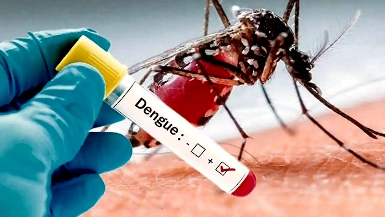 Dengue: científicos argentinos crearon un sistema para detectar criaderos | Cómo es y de qué manera funciona