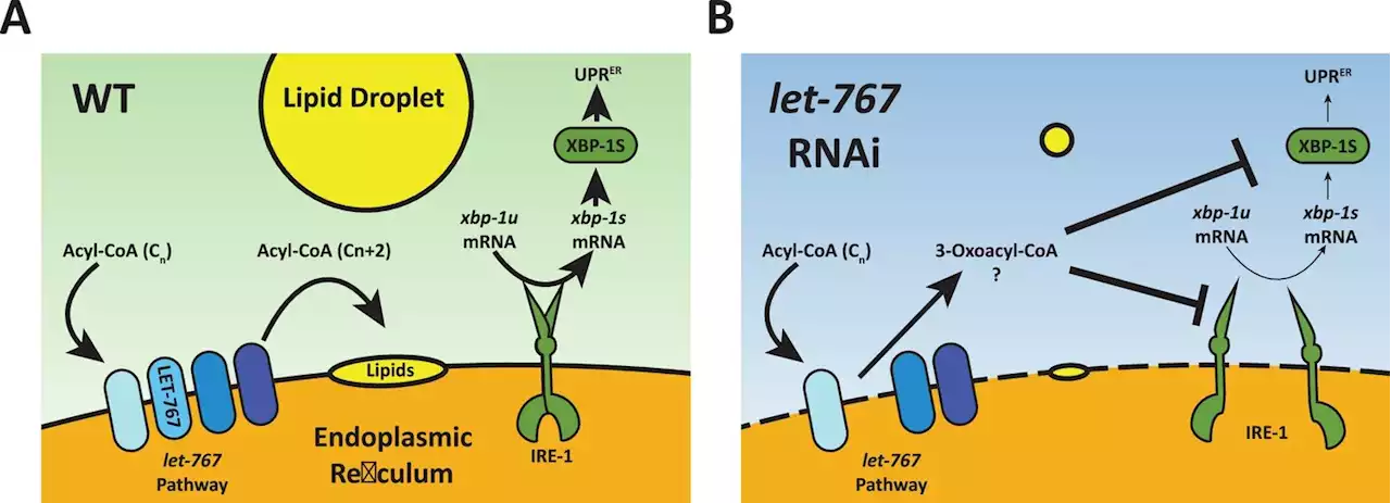 Changes in lipid metabolism affect how cells respond to stress: Study