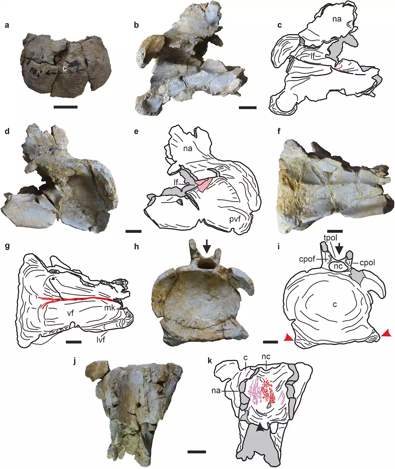 First ever remains of a dicraeosaurid sauropod unearthed in India