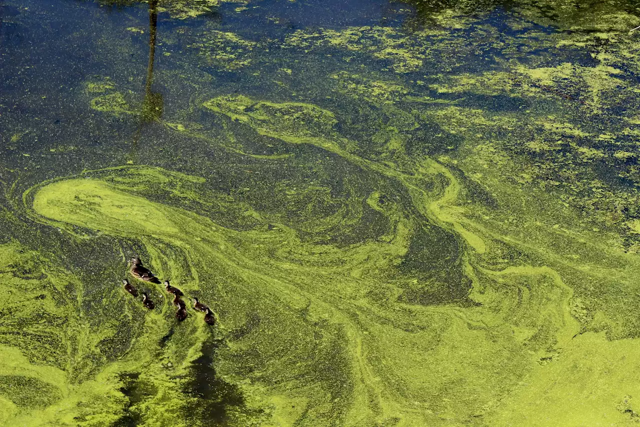 Rise in toxic algae blooms requires coordinated response, say researchers