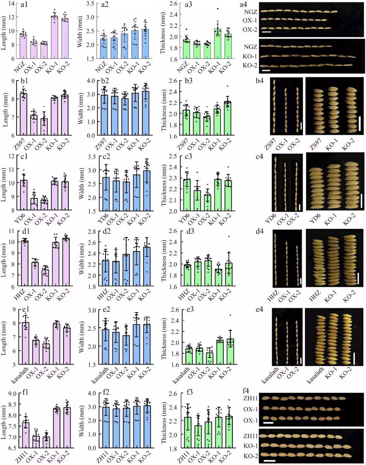 Study sheds light on agrobacterium-mediated transformation in key rice cultivars