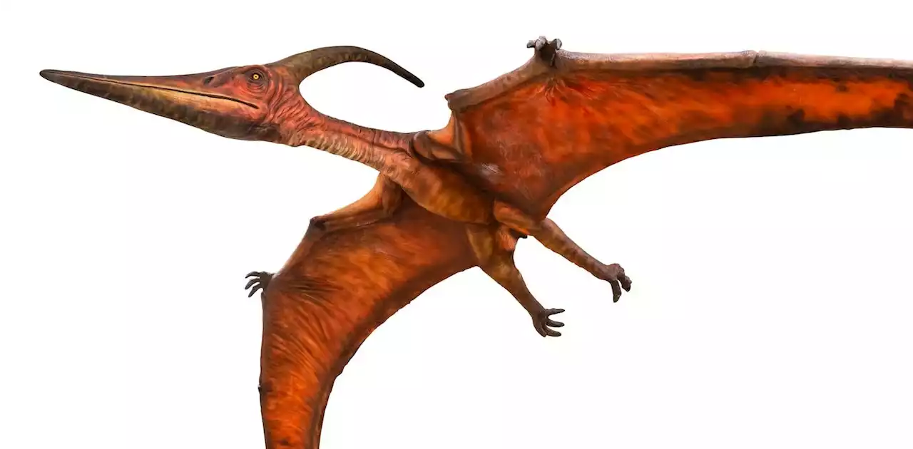 Why researchers think that some extinct giant flying reptiles cared for their young