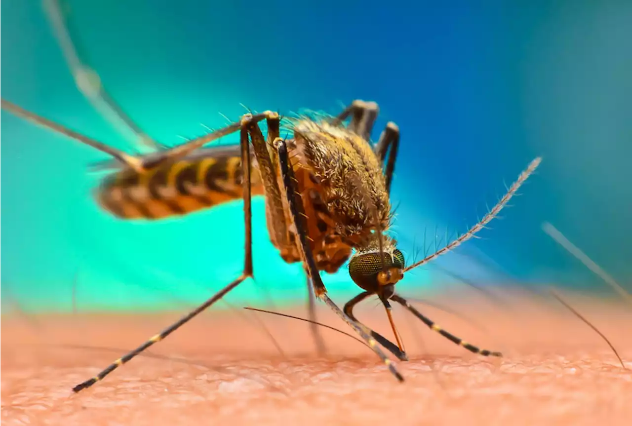 World Mosquito Day: Reps Committee urges FG to tackle fake malaria drugs