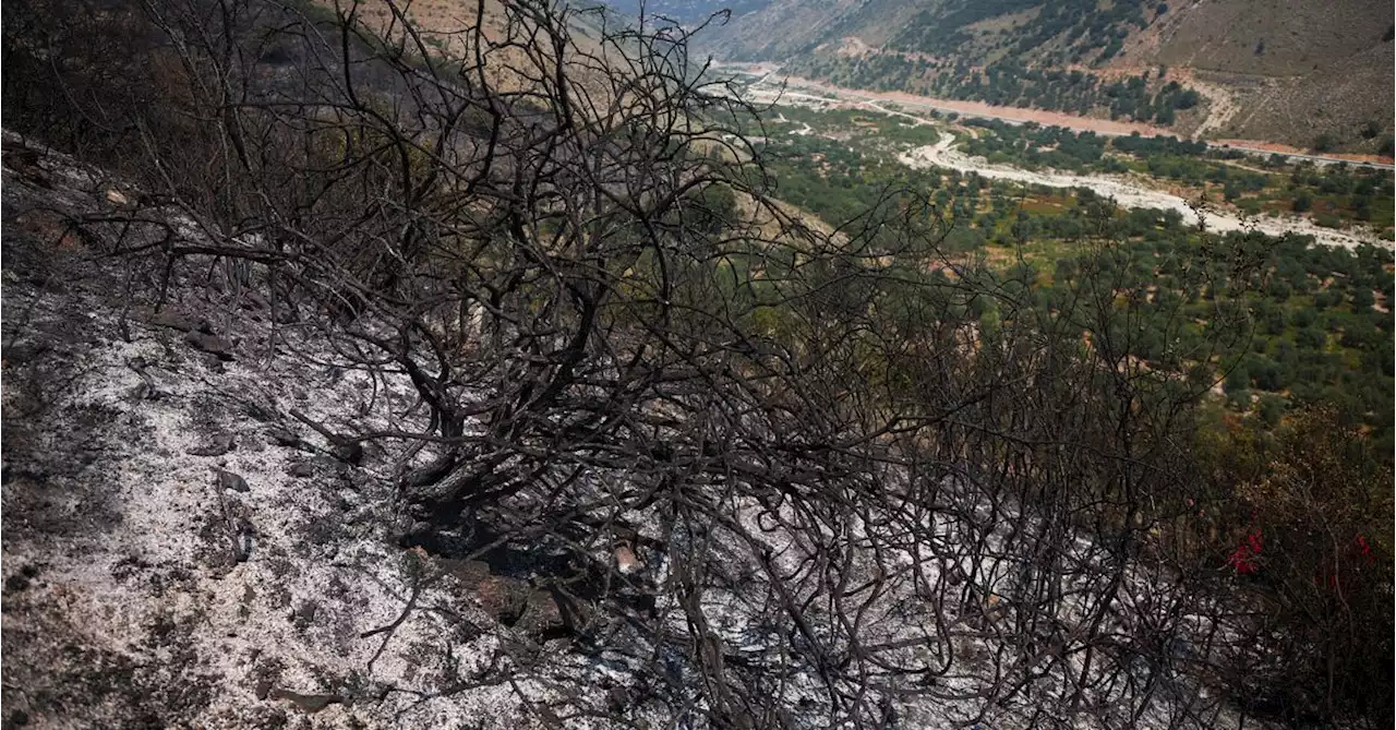 Albania battles coastal forest fires, arrests four