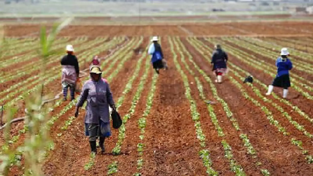 BRICS allies key in SA's agri-trade: Wandile Sihlobo