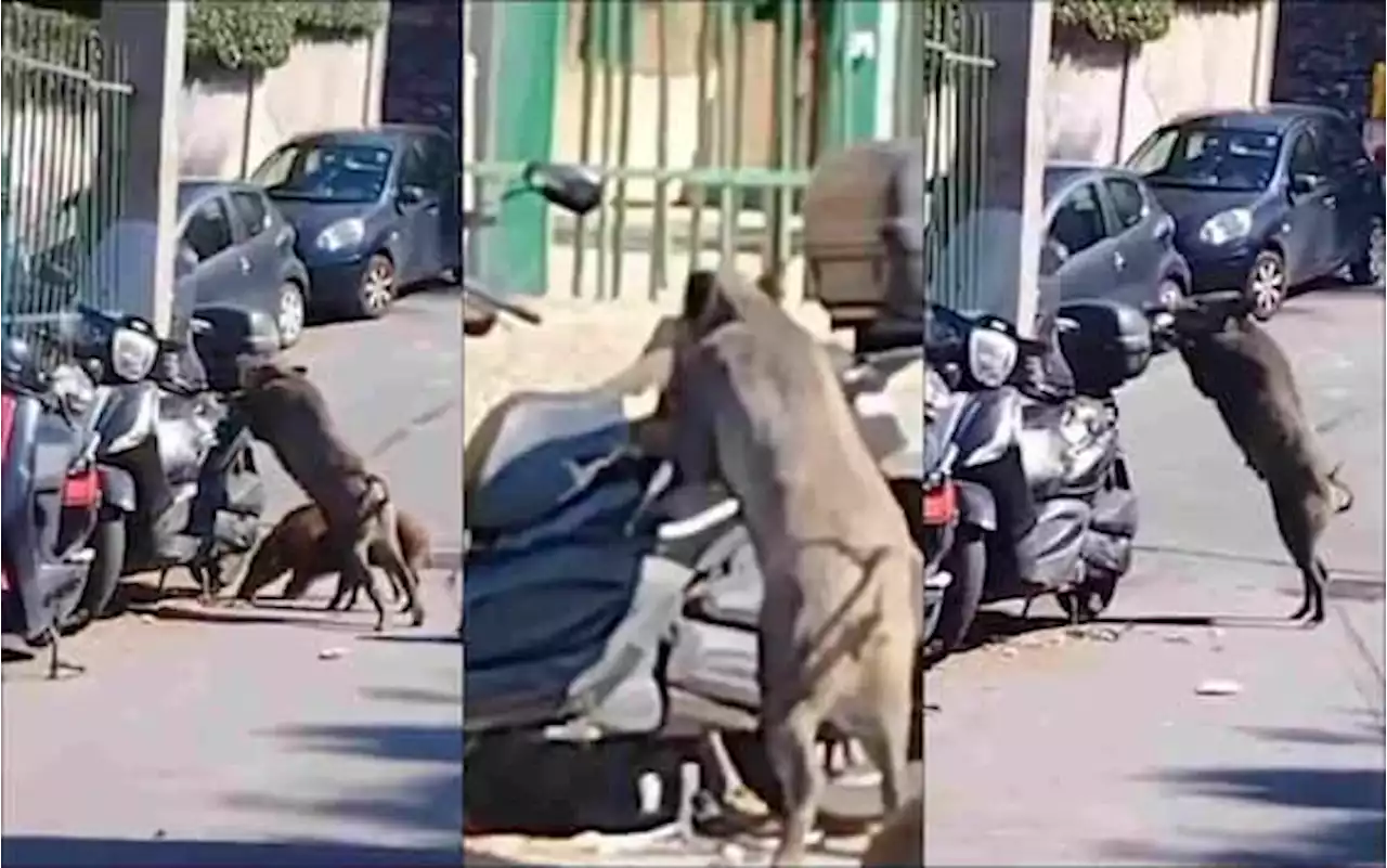 Genova, cinghiale divora la sella di uno scooter. IL VIDEO