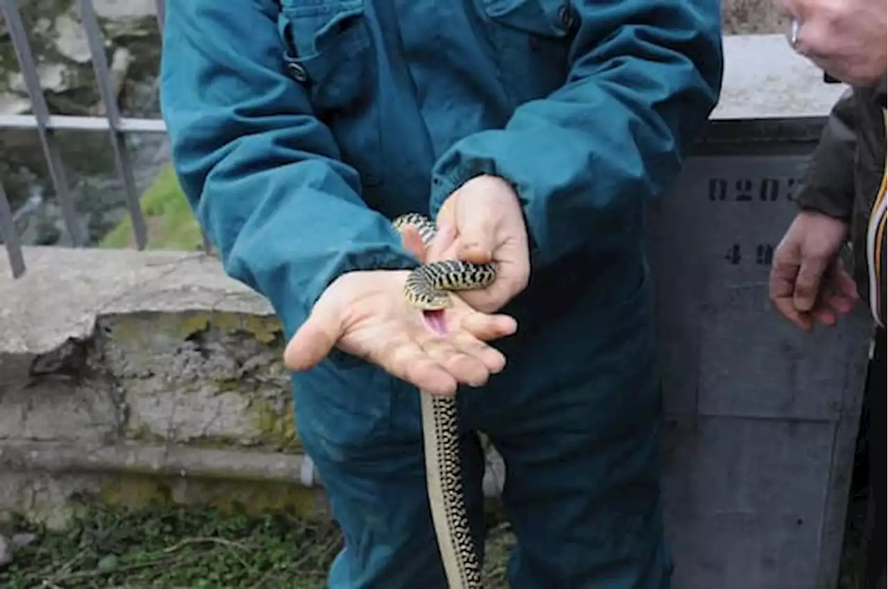 Roma, trovato serpente nella terrazza di una casa a Monte Mario