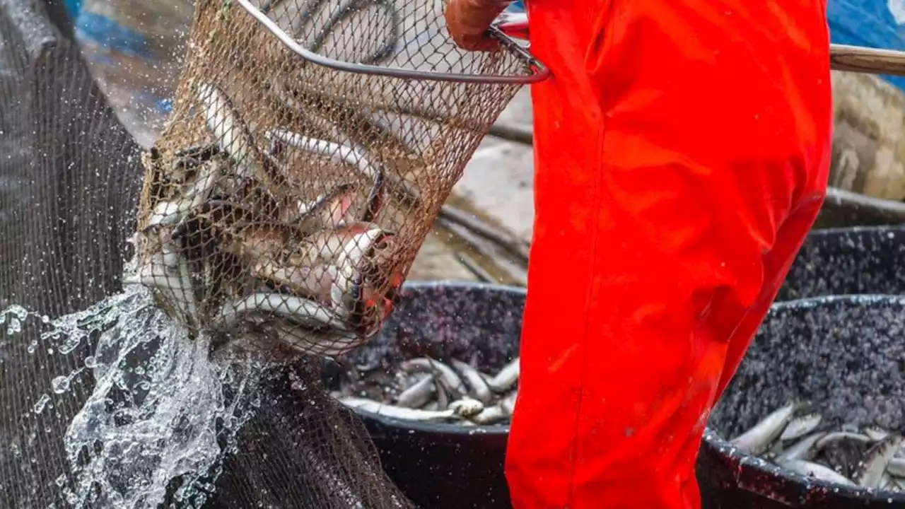 WWF: Zustand der Fischbestände in Nord- und Ostsee schlecht