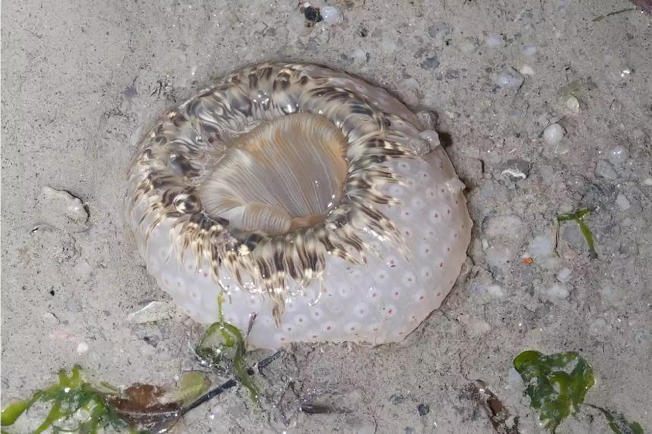 Tiger anemone found in Singapore confirmed to be new species after decade’s research