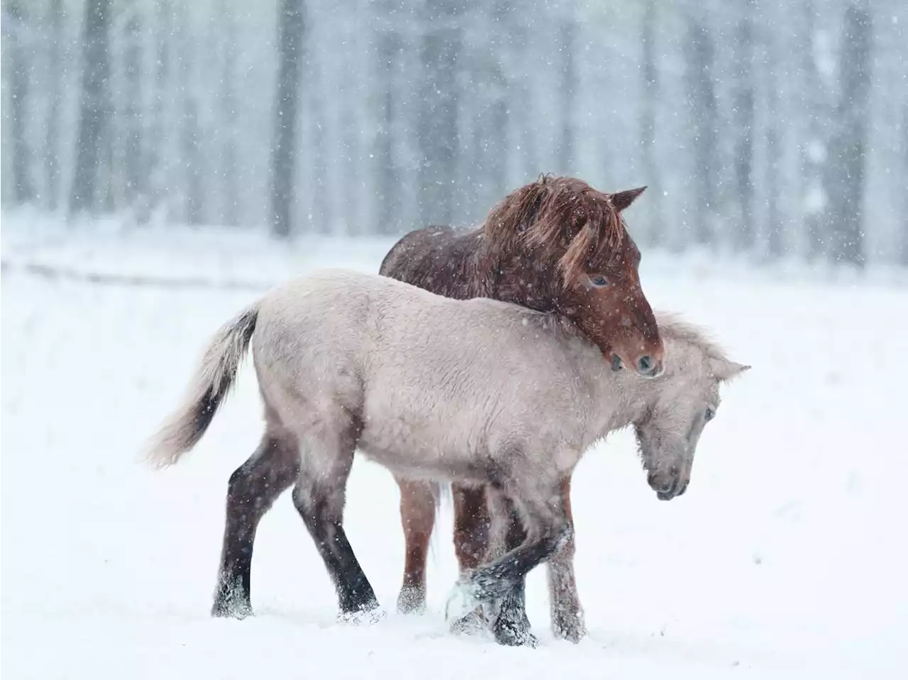 Littérature : « Des chevaux et du vent », sur les traces du dôsanko, petit cheval sauvage d’Hokkaidô