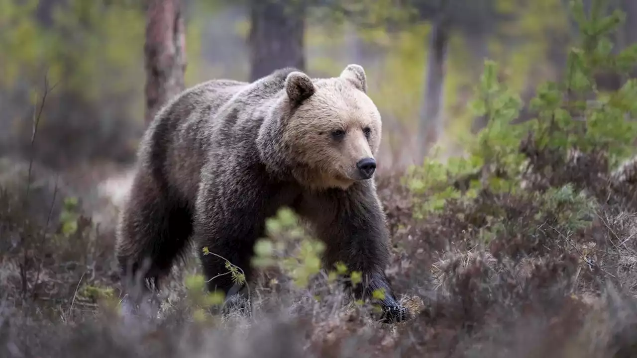 Nu drar björnjakten igång runtom i Sverige