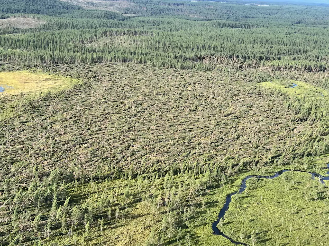 Virke för hundratals miljoner föll i stormen