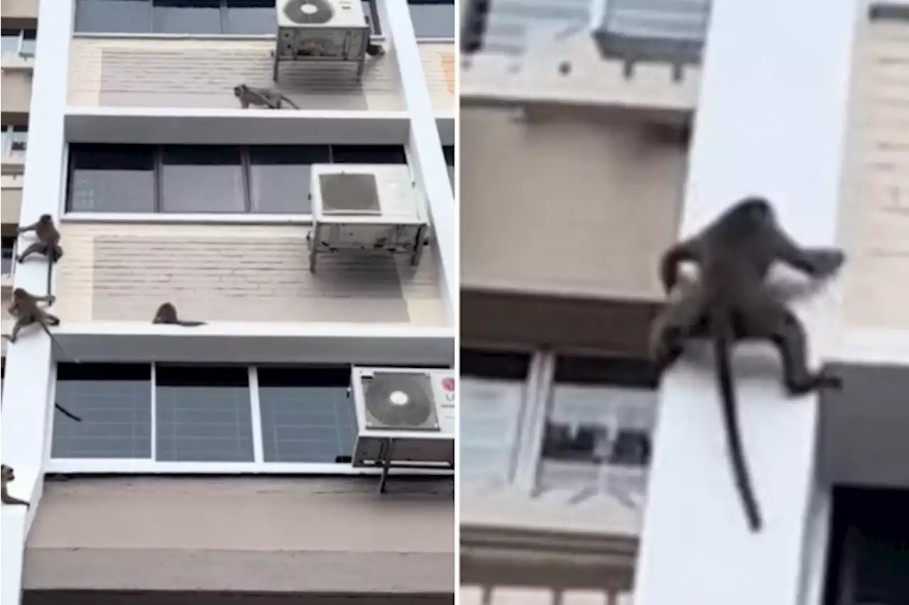 Monkeys do stunts on Jalan Besar HDB block