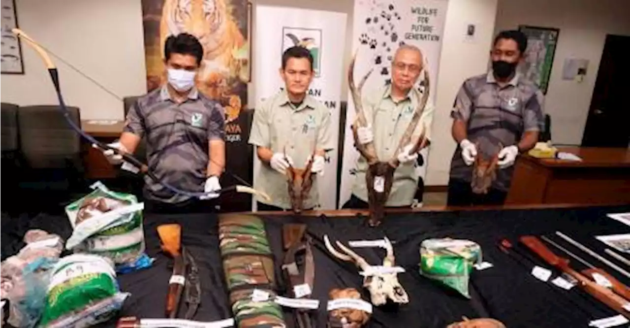 Perhilitan nabs six, seizes parts of protected animals in Sik