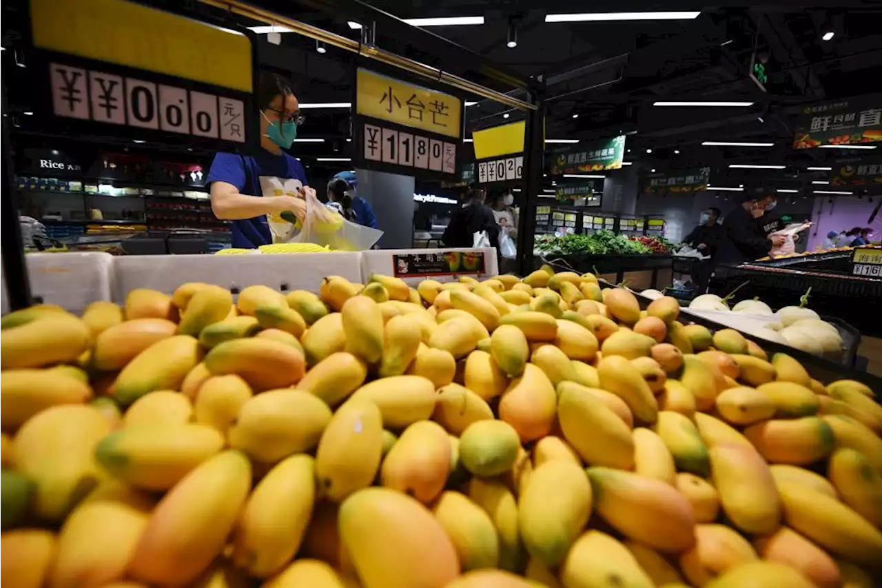 China Stops Importing Taiwan’s Mangoes, Blaming Pests Amid Political Tensions