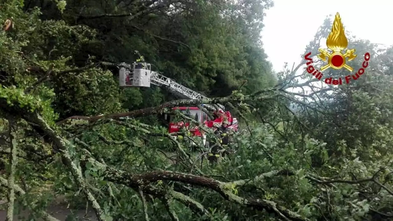 Viene travolto dall'albero che stava tagliando: morto sul colpo