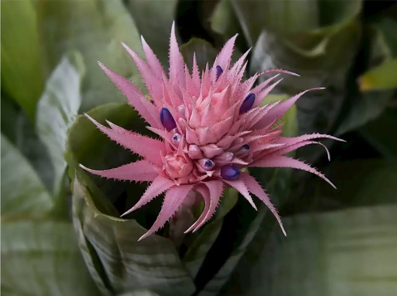 Linda y fácil de cuidar: lo que tenés que saber sobre la aechmea, una planta de interior que marca tendencia