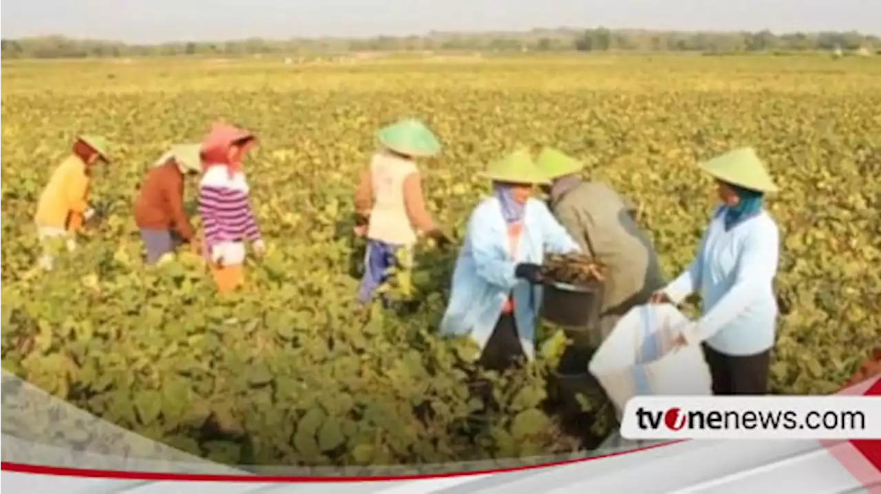 Dampak Kemarau, Petani di Blora Beralih Tanam Kacang Hijau di Lahan Bekas Sawah