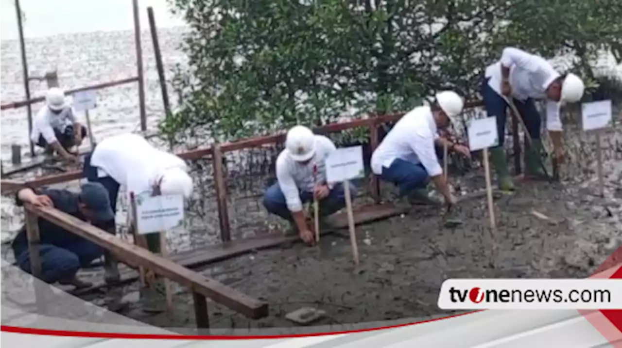 Minimalisir Abrasi dan Polusi Udara, PLNNP UPDK Belawan Tanam 1.000 Pohon Mangrove