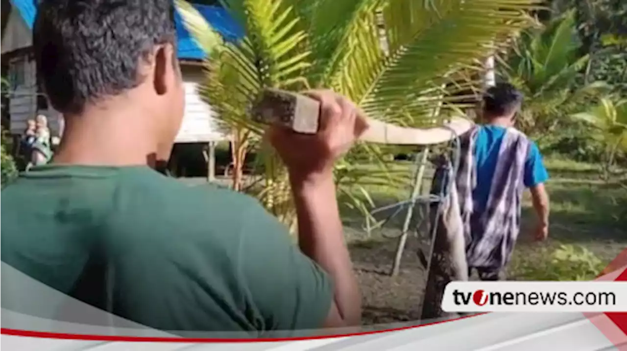 Warga di Buton Utara Evakuasi Buaya Terperangkap di Tambak