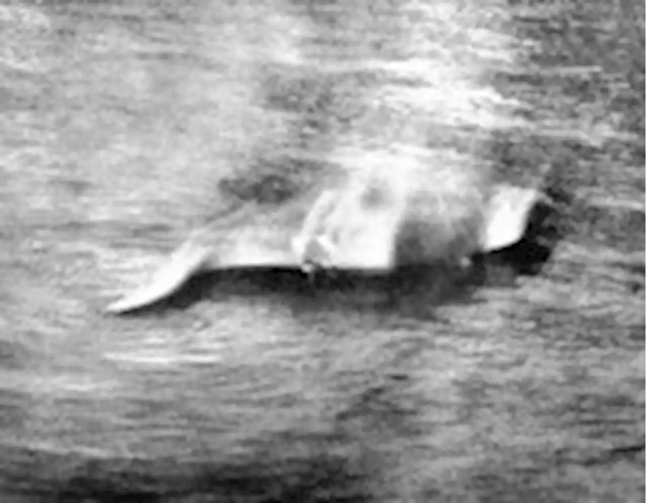 How a 1933 photo (maybe of a dog) sparked the Loch Ness monster craze