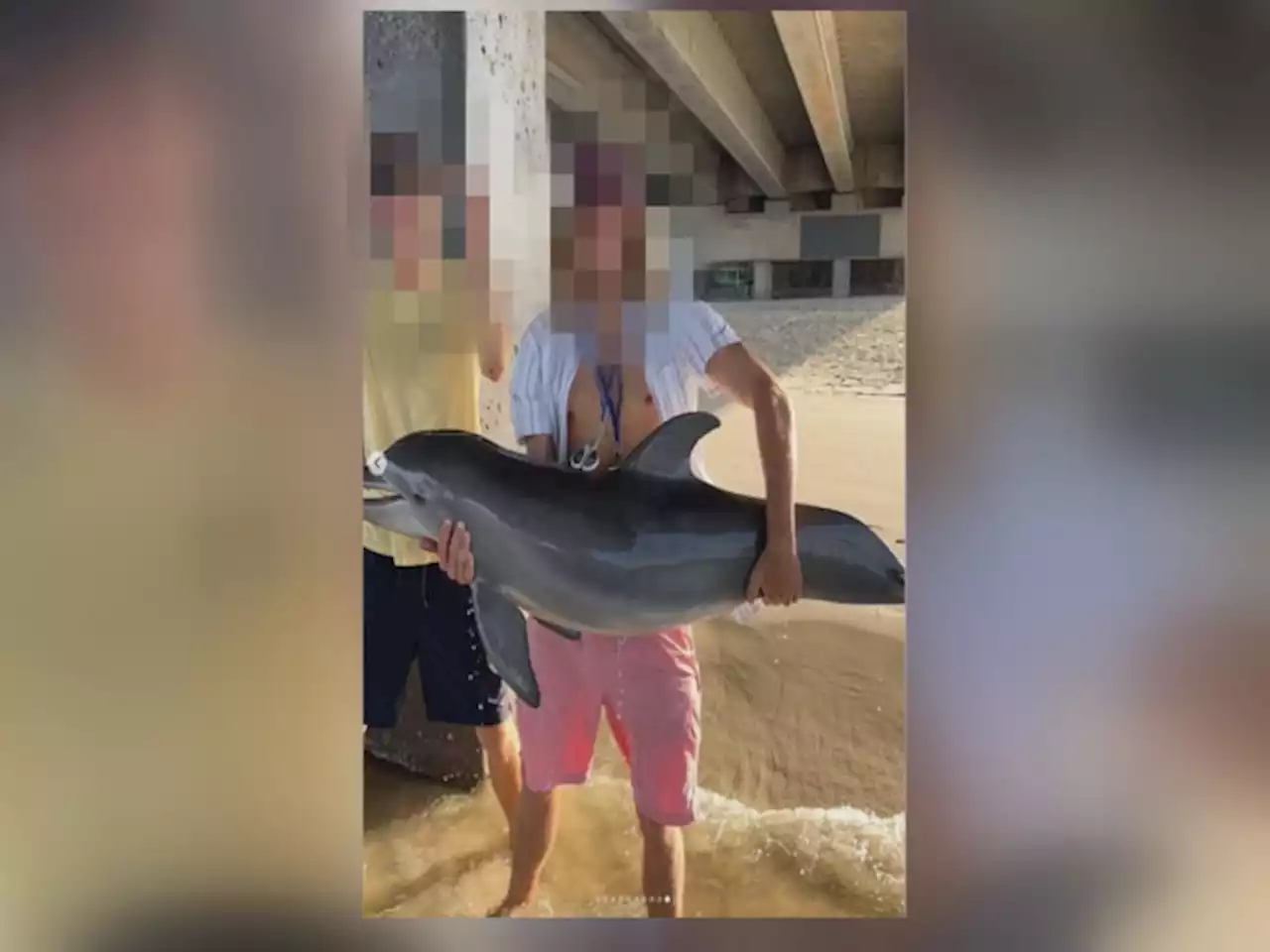 Photo shows person holding a dolphin several feet out of the water, prompts outrage and investigations