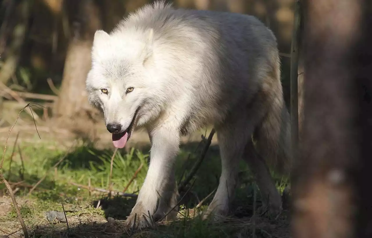 Dans les Alpes suisses, une ONG protège les loups… et les troupeaux