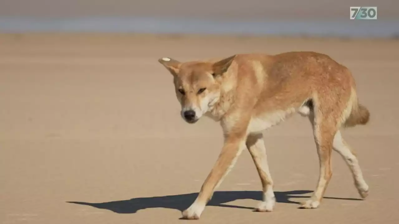 Tourists’ irresponsible behaviours linked to rise in dingo attacks on K’gari