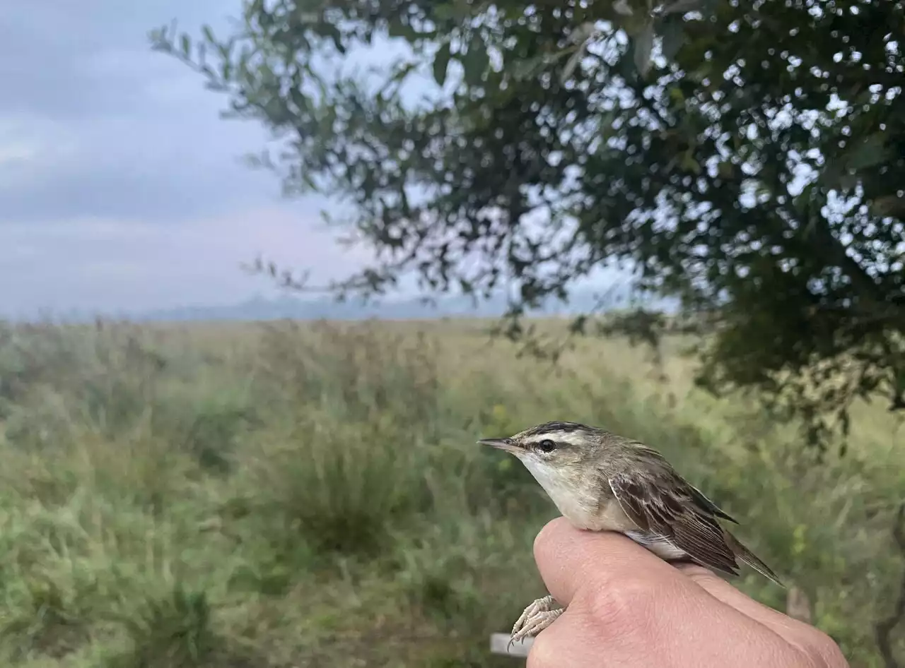 Cotentin. Dans ce marais, des ornithologues à la recherche d’un oiseau rare