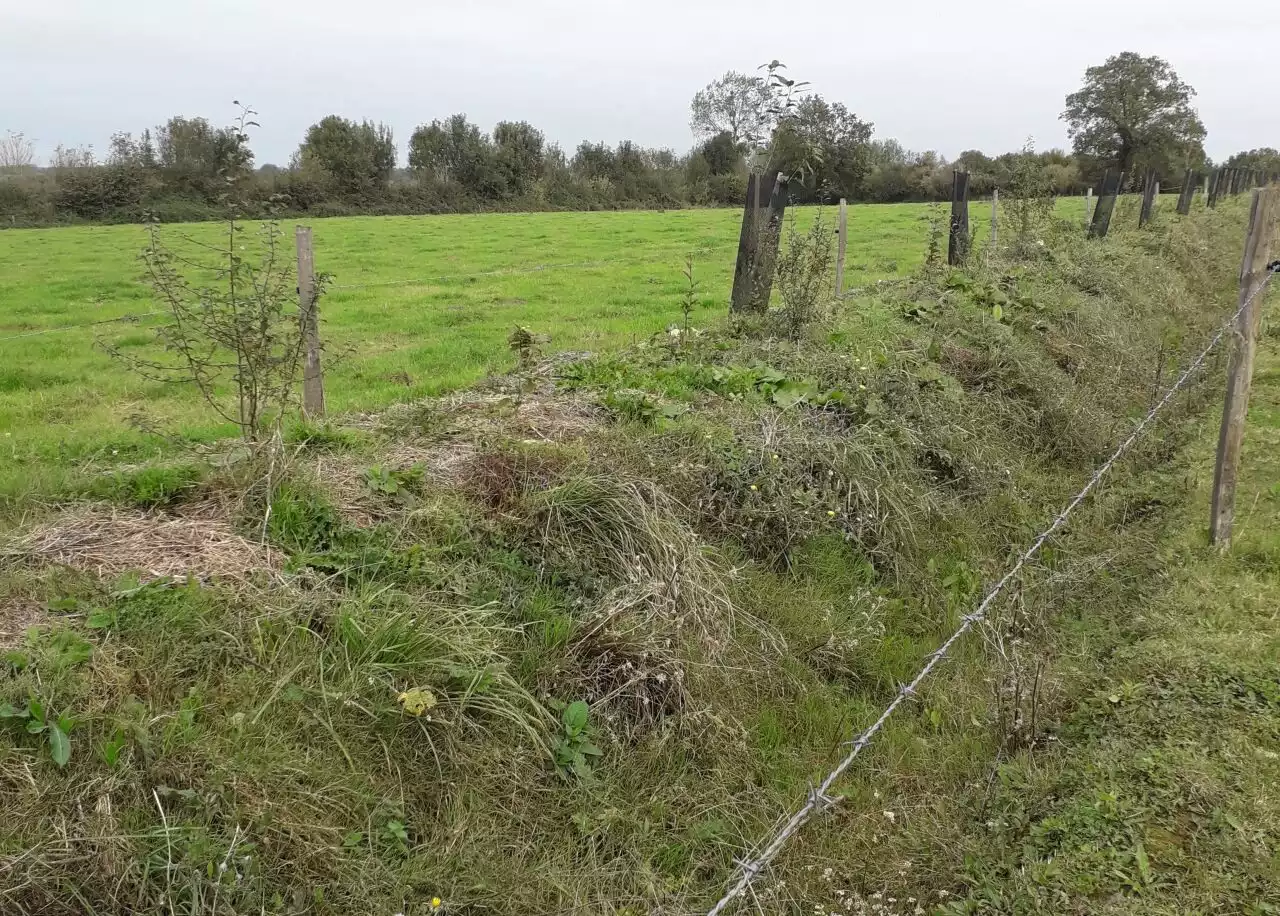 Parc Normandie-Maine : près de 15 kilomètres de haies bocagères plantés cet hiver