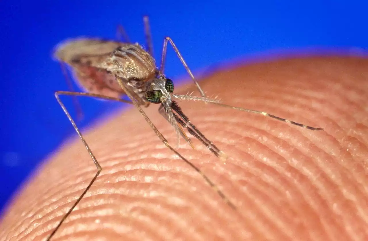 2 rare cases of mosquito-borne virus, 1 death reported in Baldwin County