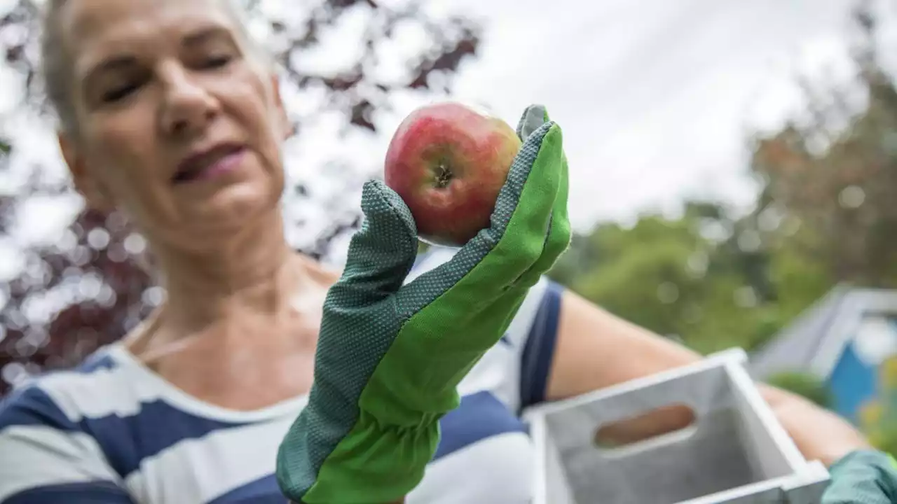 Wann sollte ich meine Äpfel ernten?