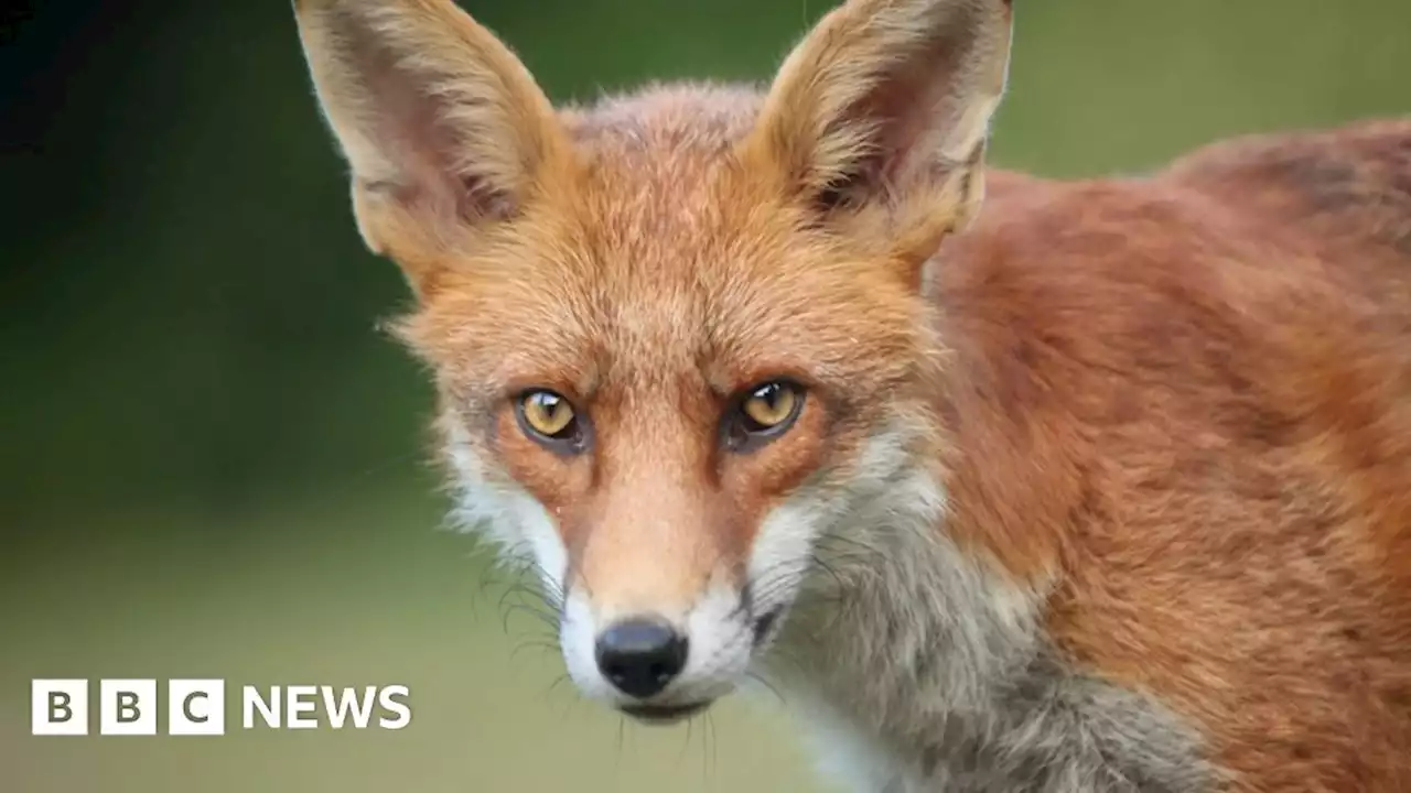 Plan to ban use of snare traps in Scotland