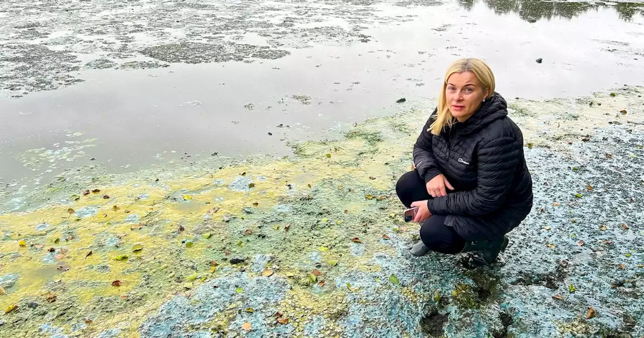 Anglers call for answers as algae blooms detected in Co Antrim river