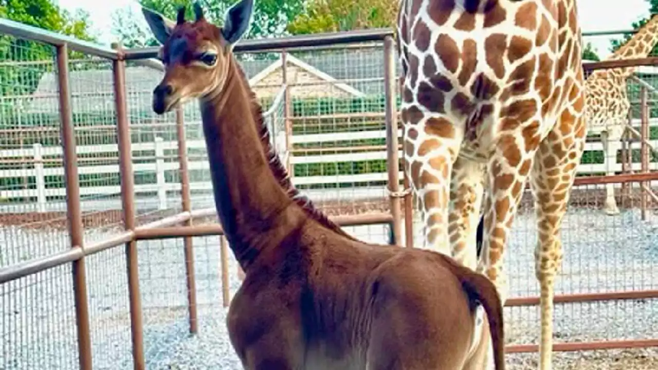 Die wahrscheinlich einzige ihrer Art: Diese Giraffe wurde ohne Flecken geboren