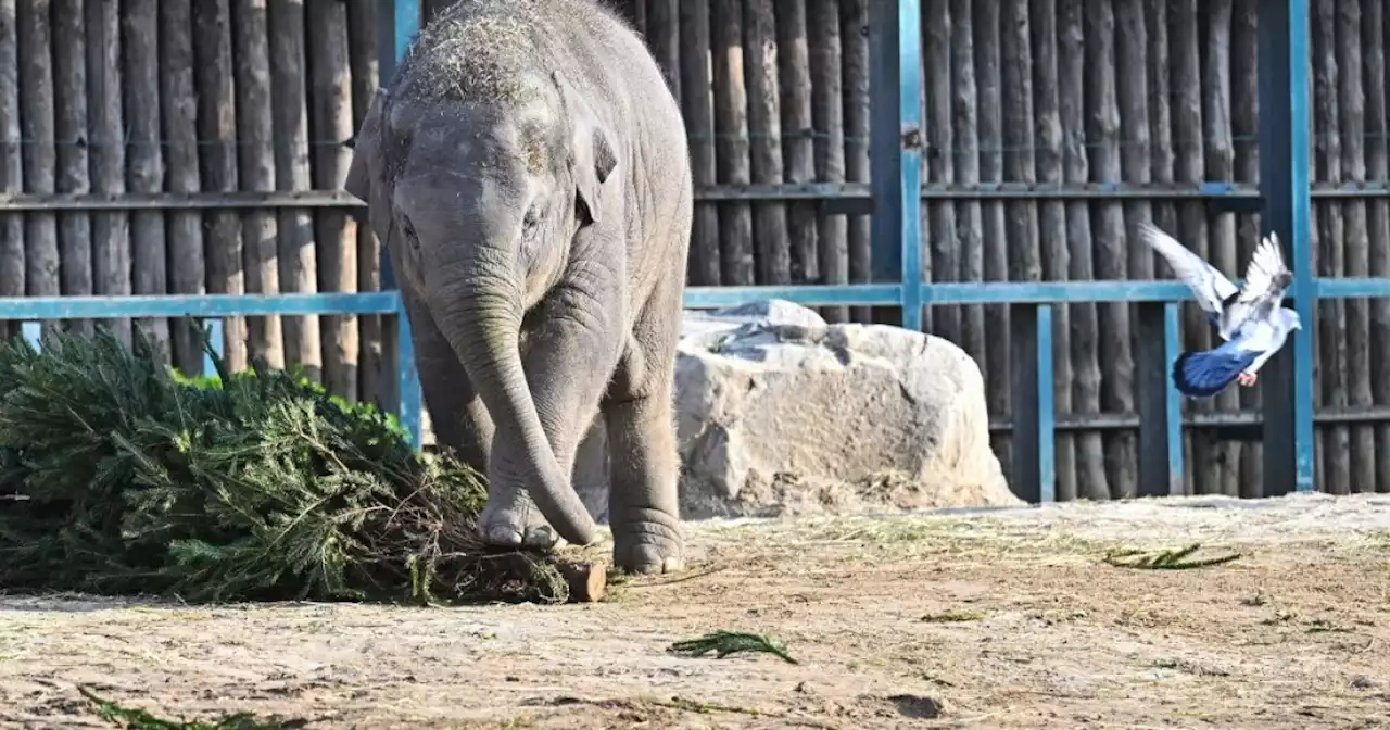 Elefante salvaje detecta opio: increíble hazaña en el suroeste de China despierta admiración