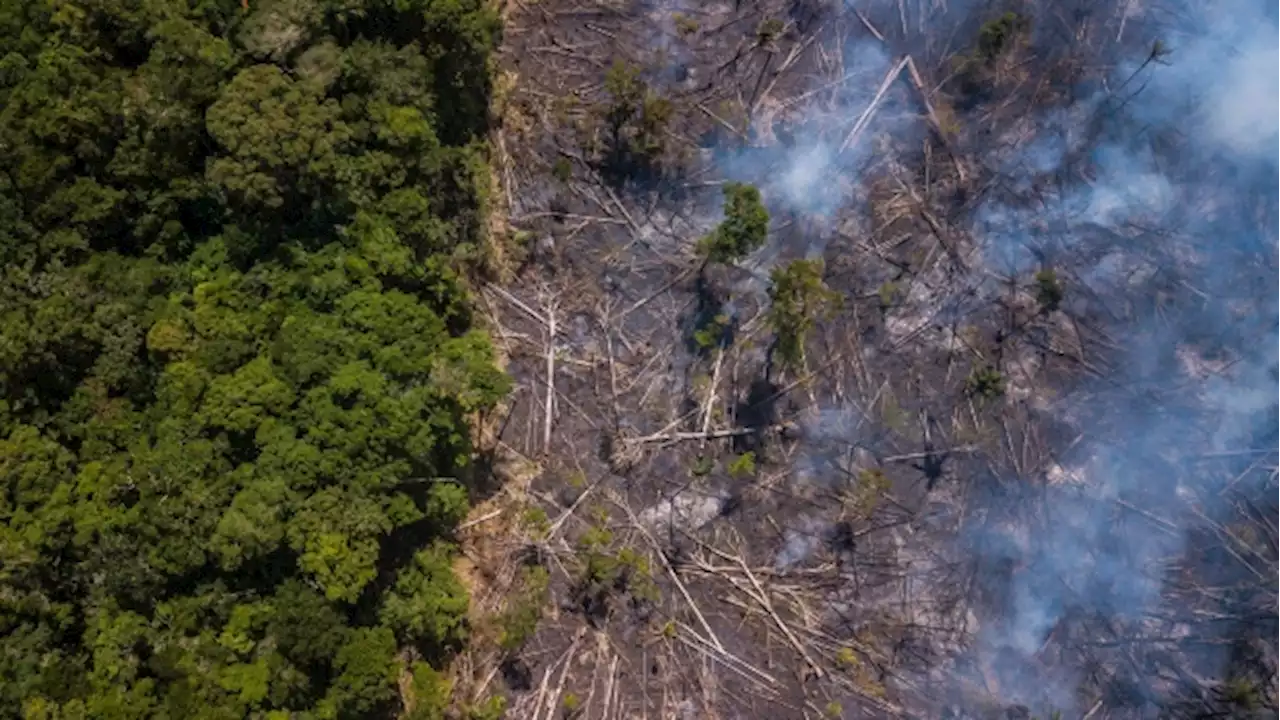 Canada pension joins startup at US$100M reforestation fund